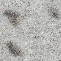 南海トラフ地震 地震前兆 熊本地震 予知 動物